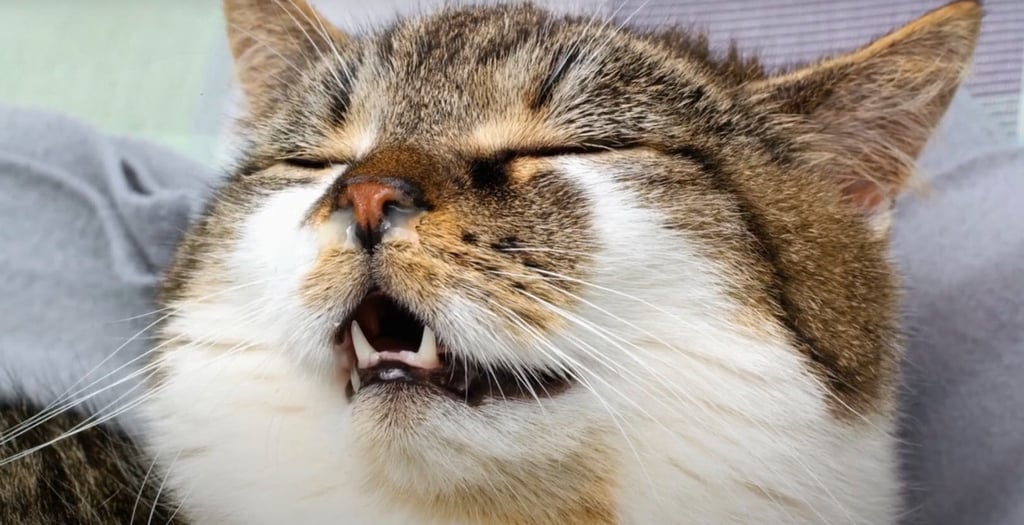 cat shown with excessive nasal discharge