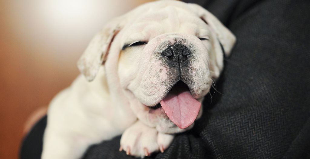 What to Expect the First Week With a New Puppy Day by Day