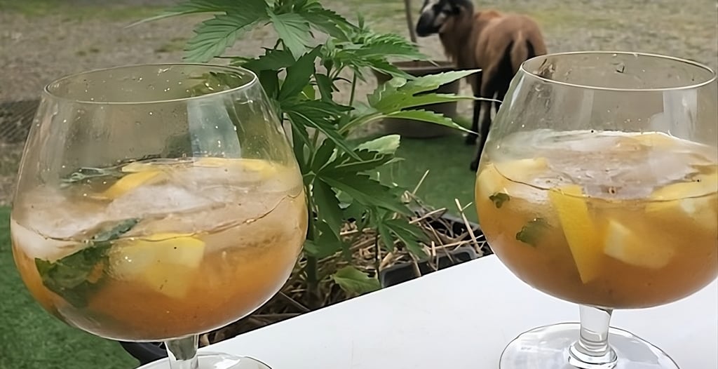 Cockatil CBD avec de l'armagnac