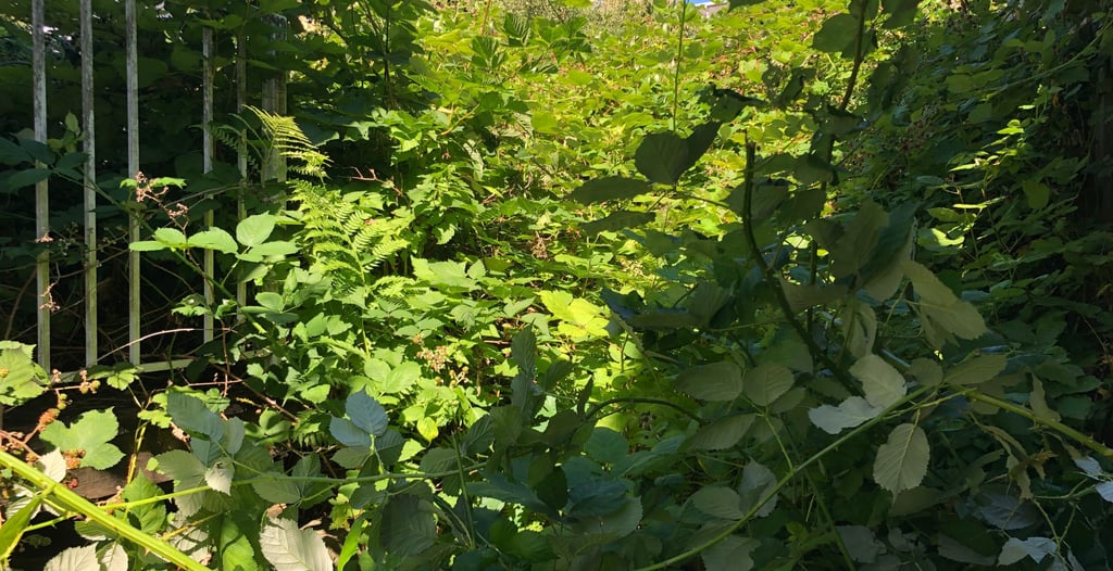 a gate into a yard overgrown with blackberry bushes