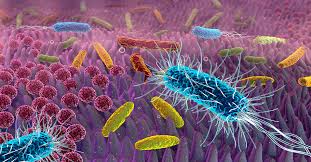 Microbiote Dysbiose Ostéopathie