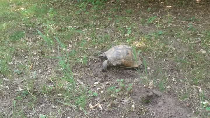 a tortoise wandering the garden in the village of kurtovo konare