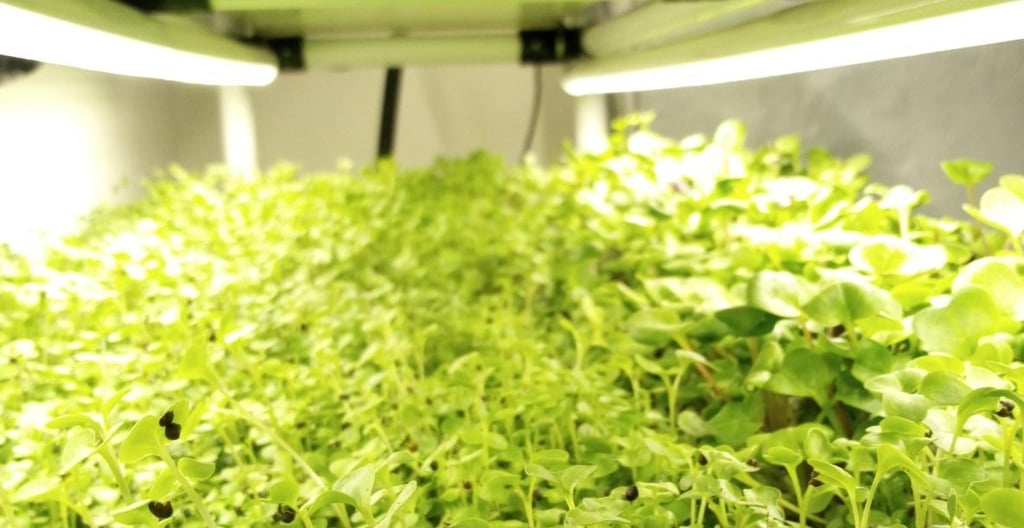Fresh organic microgreens growing indoors under LED hydroponic grow lights.