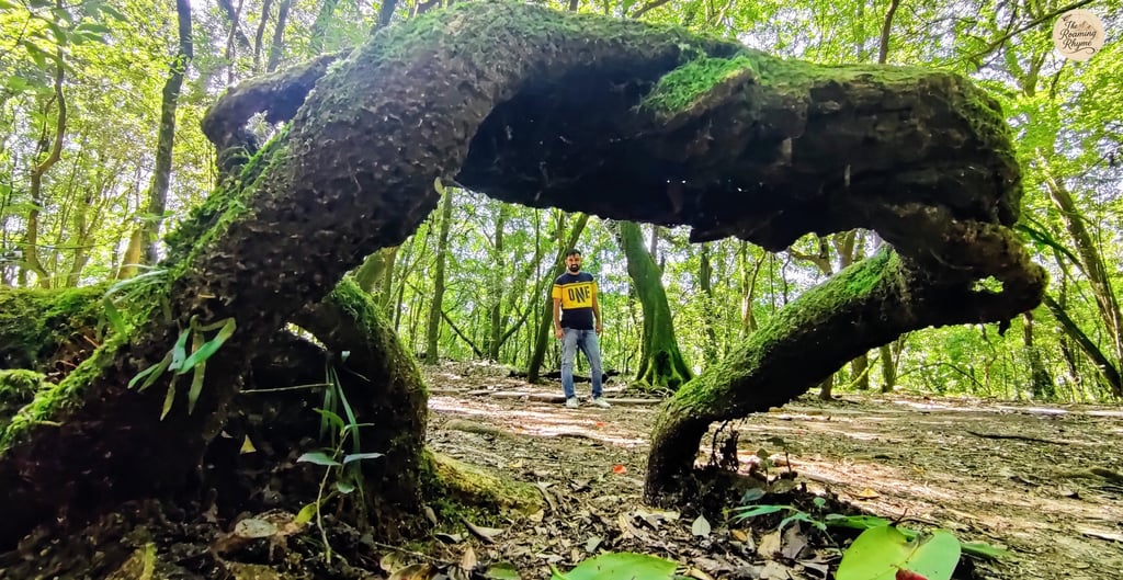 Framed by a moss-laden tree  - Mawphlang Sacred Grove, Meghalaya's green mystery.
