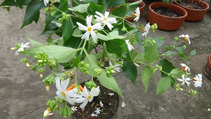 Ganga Siuli