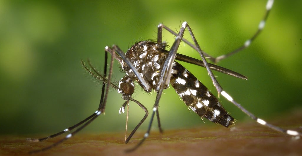 Dengue mosquito