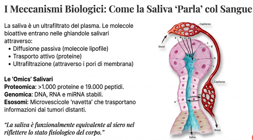 Come la Saliva parla con il Sangue