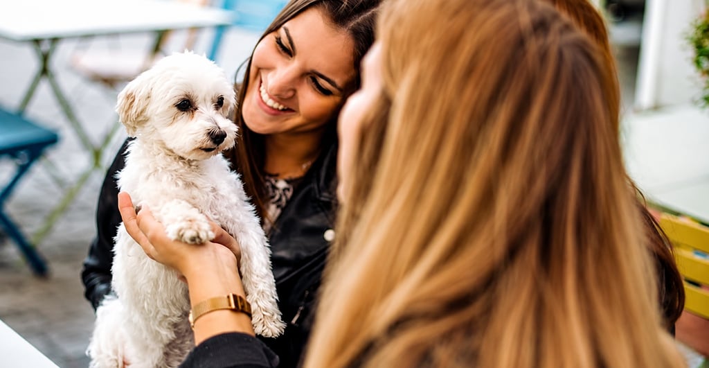 how to socialize a puppy