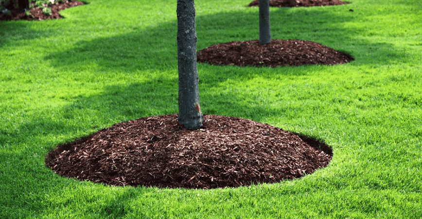 new mulch instalment in tree bed 