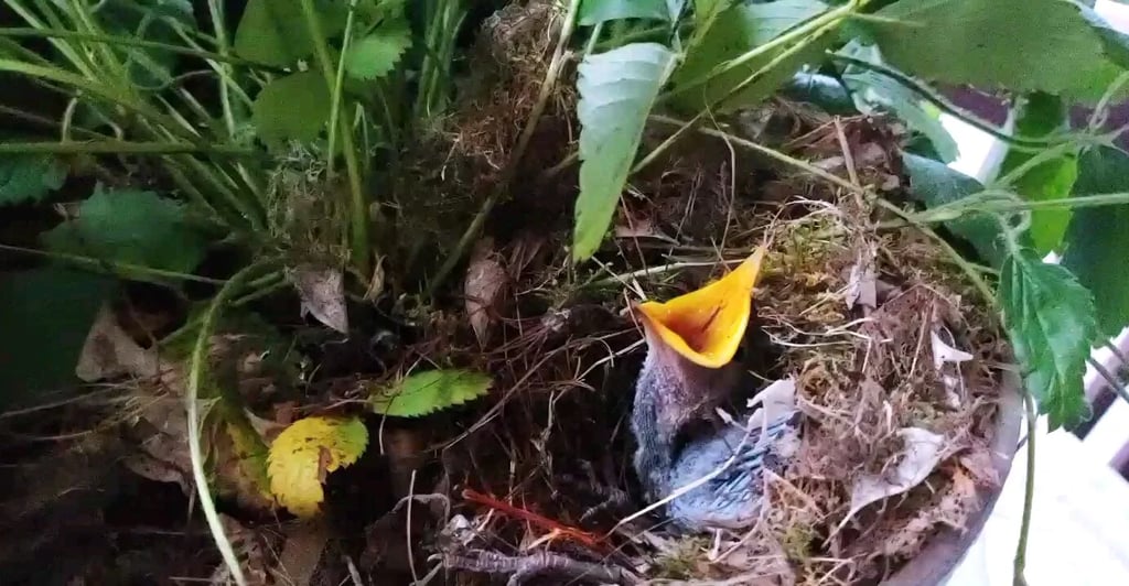 Health Vibes - Saving 2 baby birds that fell from the sky
