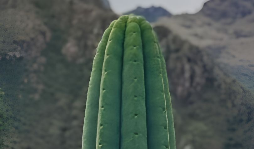Huachuma cactus growing in a Peruvian Andean landscape