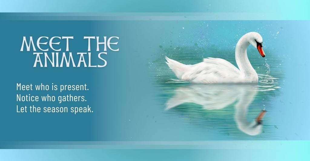 White swan on calm teal water, representing the Meet the Animals page.
