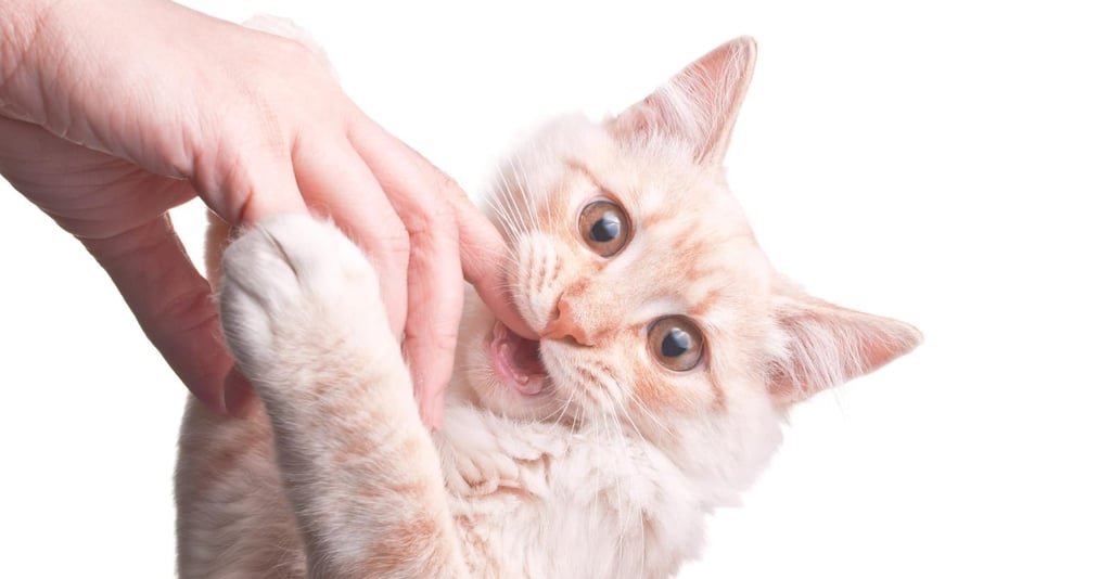 Doenças transmitidas por mordida de gato