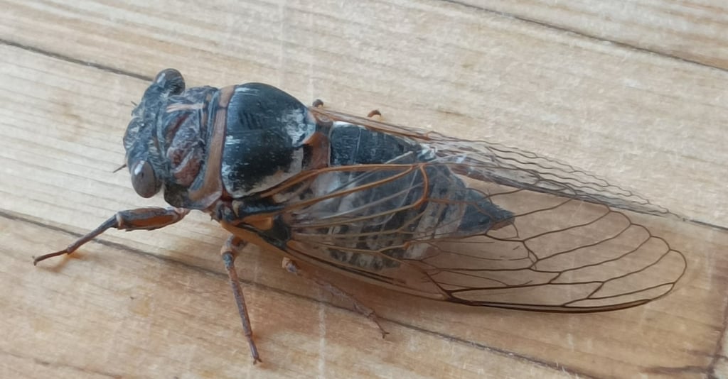 Diaphenous wings