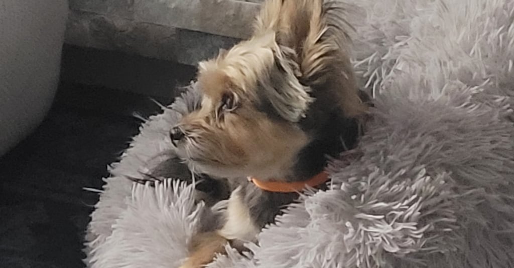 a dog is laying on a dog bed ready for check-in