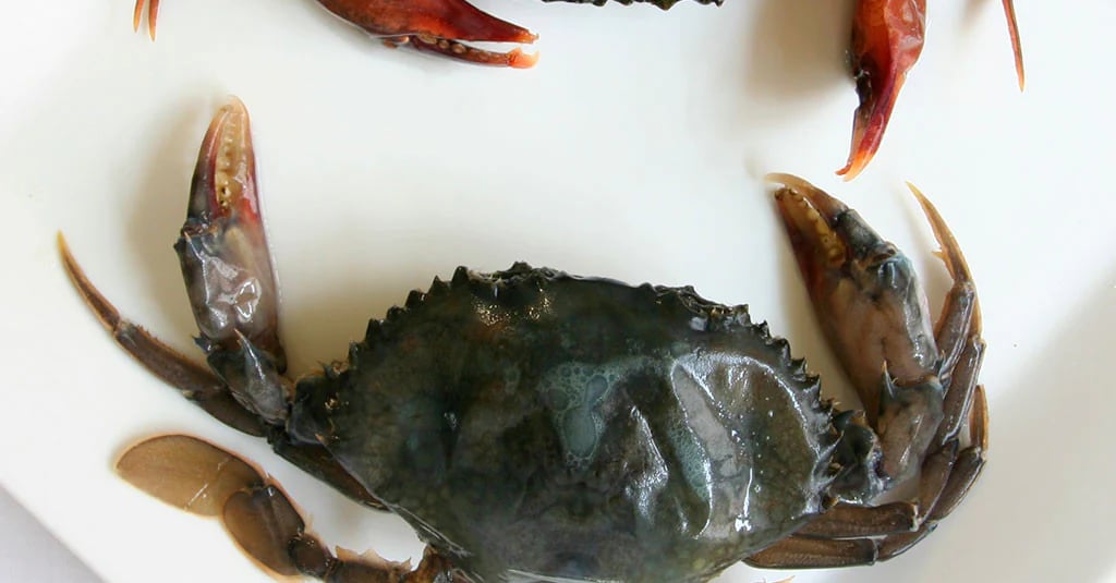 soft-shell crabs
