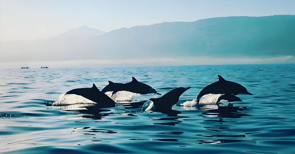 Dolphin Lovina Bali