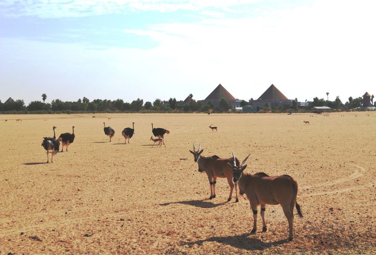 NOFA WILDLIFE PARK