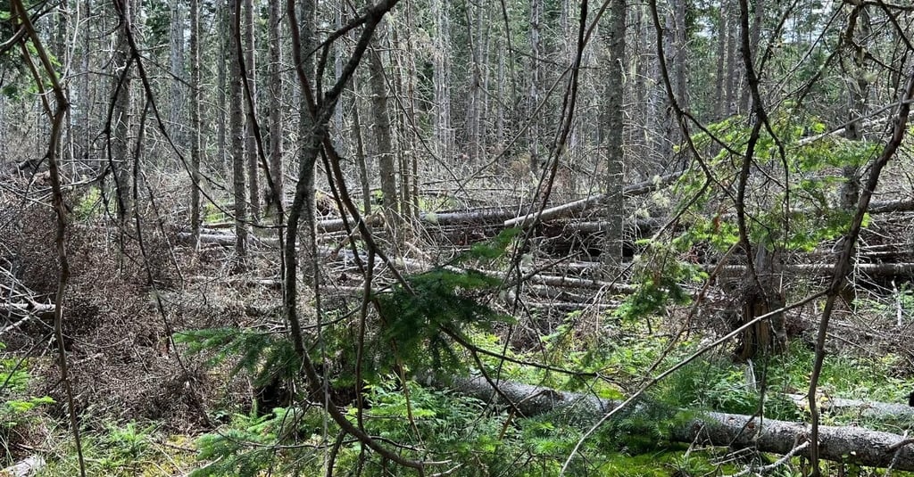 Blow-down in the woods can be safey hazard