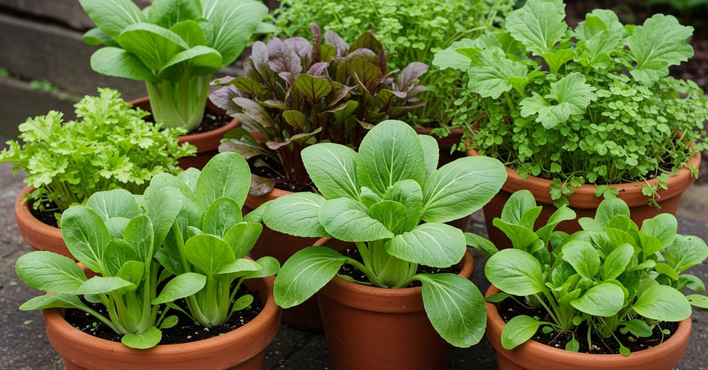 August Asian greens bok choy mizuna fall vegetables oriental greens container gardening
