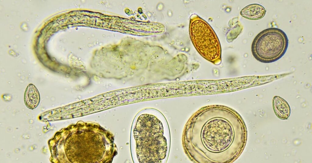 Ovos e Larvas de parasitas humanos intestinais, parasitologia