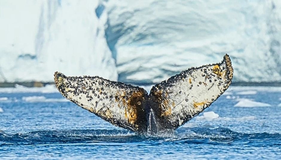 A humpback whale fluke diving in arctic blue water with a massive white iceberg background.