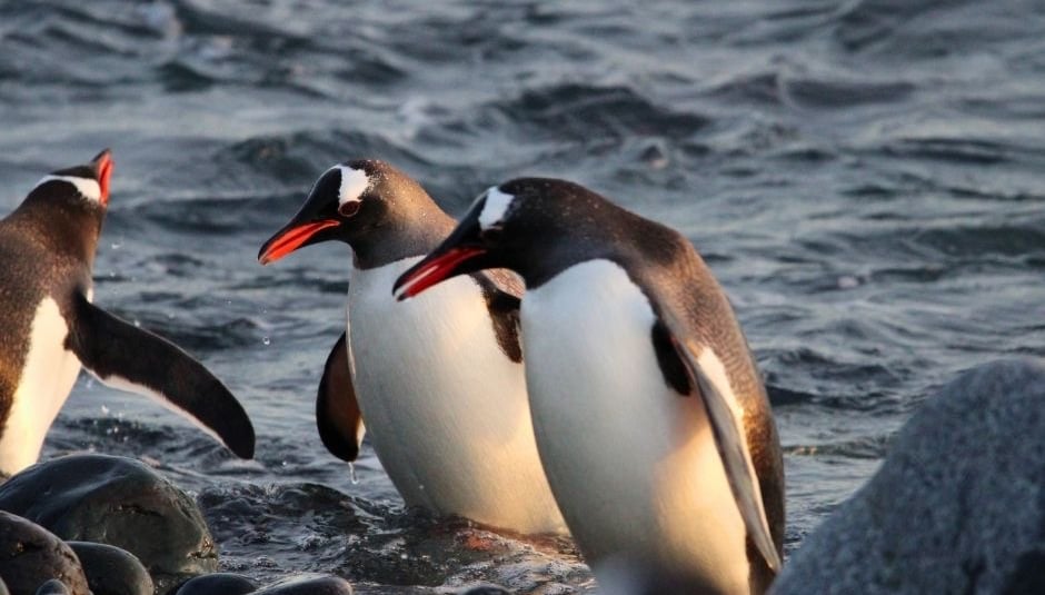 Three gentoo penguins with orange beaks waddle ashore from the ocean onto a rocky Antarctic beach.