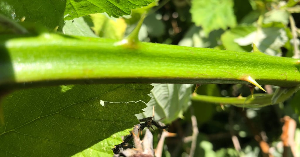close up picture of blackberry cane with thorns
