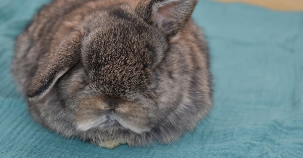 Hot Cross Buns' Toboggan - The Real Cost of Owning a Pet Rabbit blog post