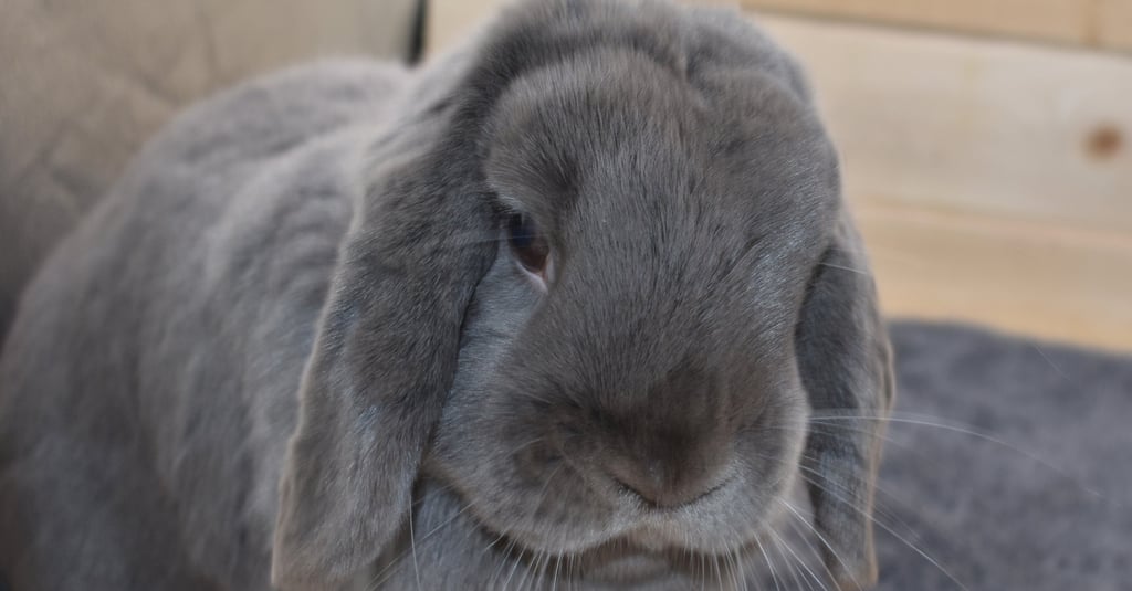 Hot Cross Buns Holland Lops - Gumption looking serious