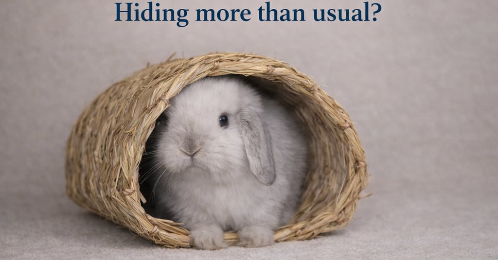 Hot Cross Bun peeking out of a hidey house to make certain she is safe