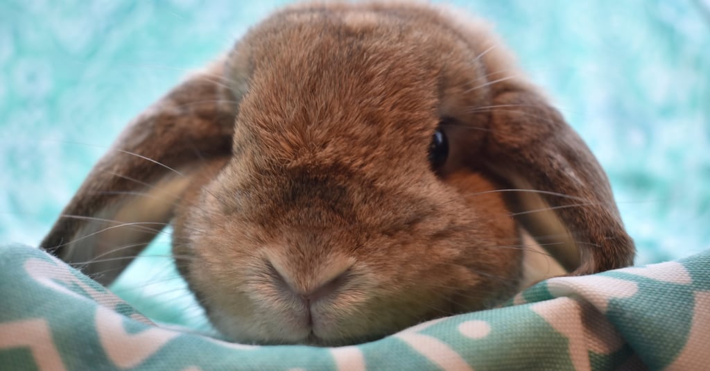 Hot Cross Buns' Penelope listening attentively