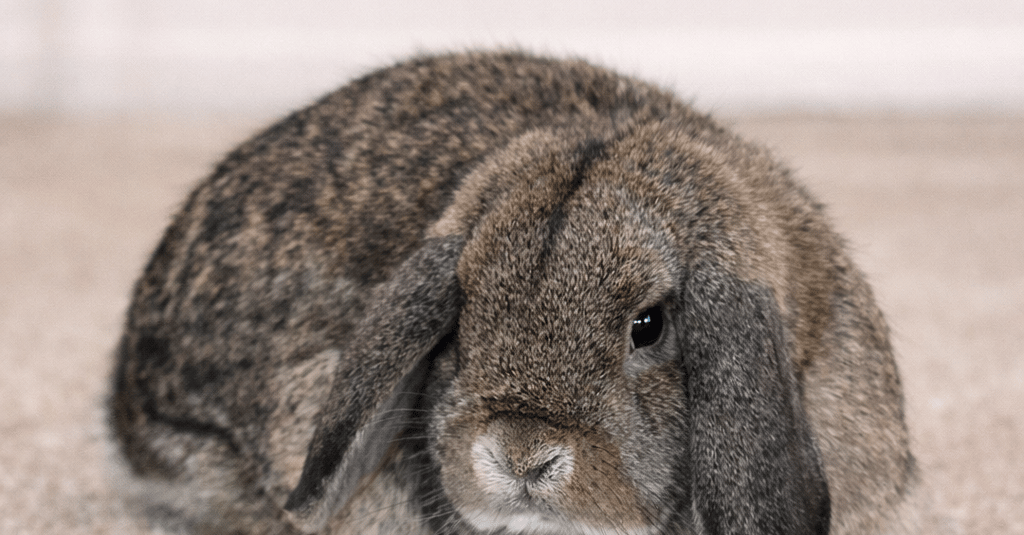 Hot Cross Buns' Tiddlywinks - Why Is My Rabbit Pooping Less Than Normal?