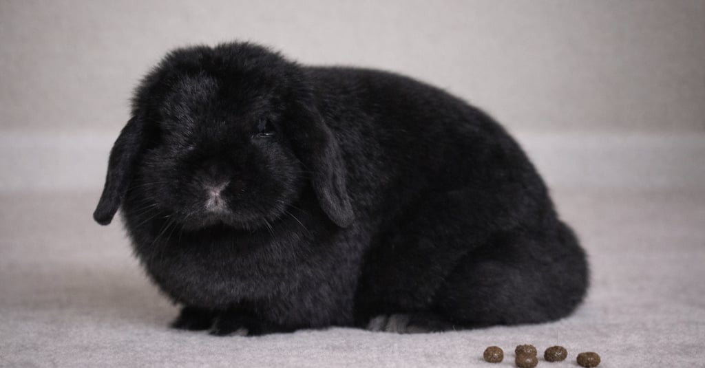 Mississippi Mud Pie displaying normal bunny poop