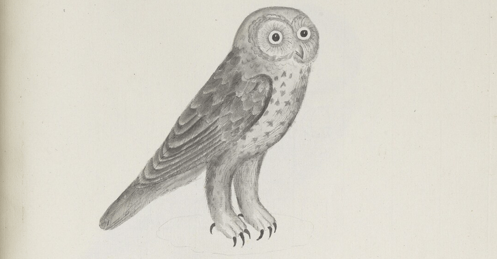 Pencil drawing of an owl
