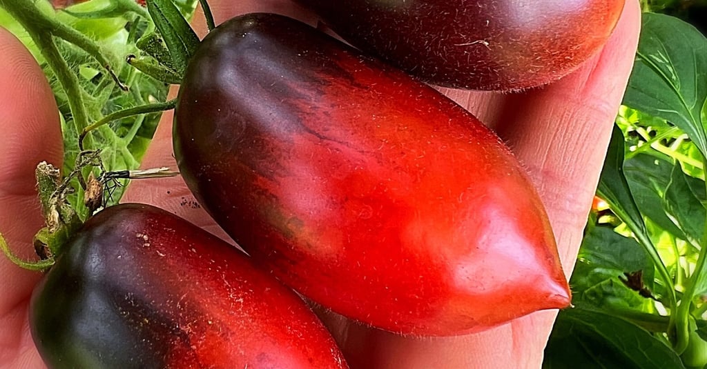 Indeterminate, produces masses of mini plum shaped tomatoes.  Striking crimson on the blossom end with rich antho shoulders. 