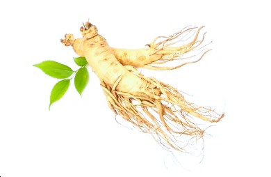 Ginseng