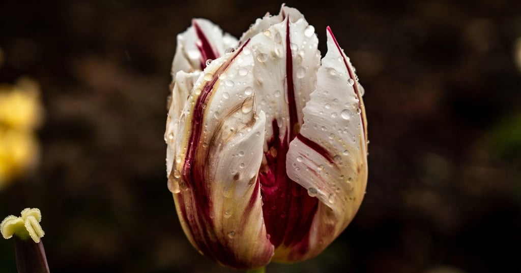 Bulbo de tulipán infectado con pulgón, causa de la recesión