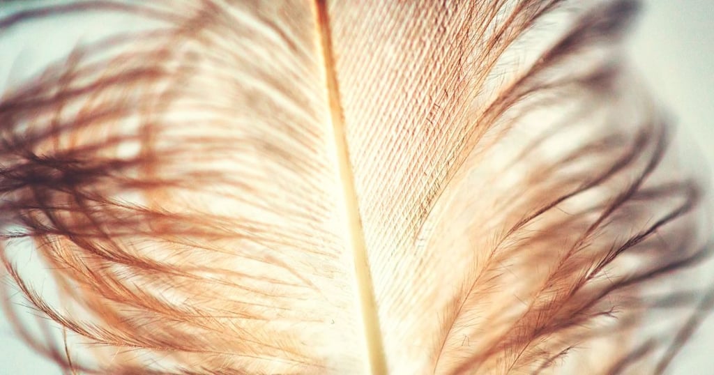 evolución de las plumas