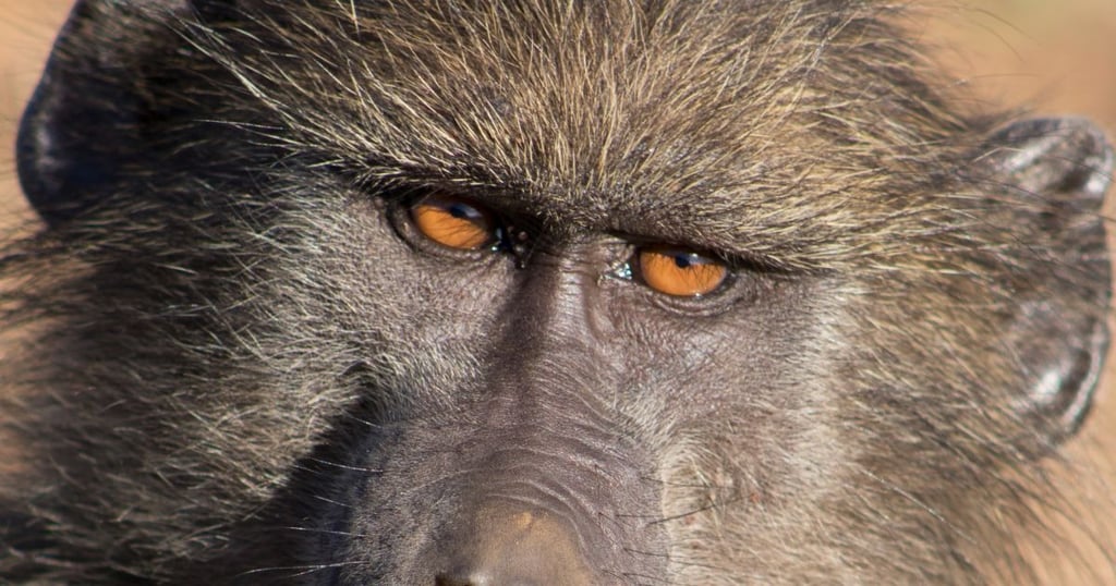 Primate mioceno España