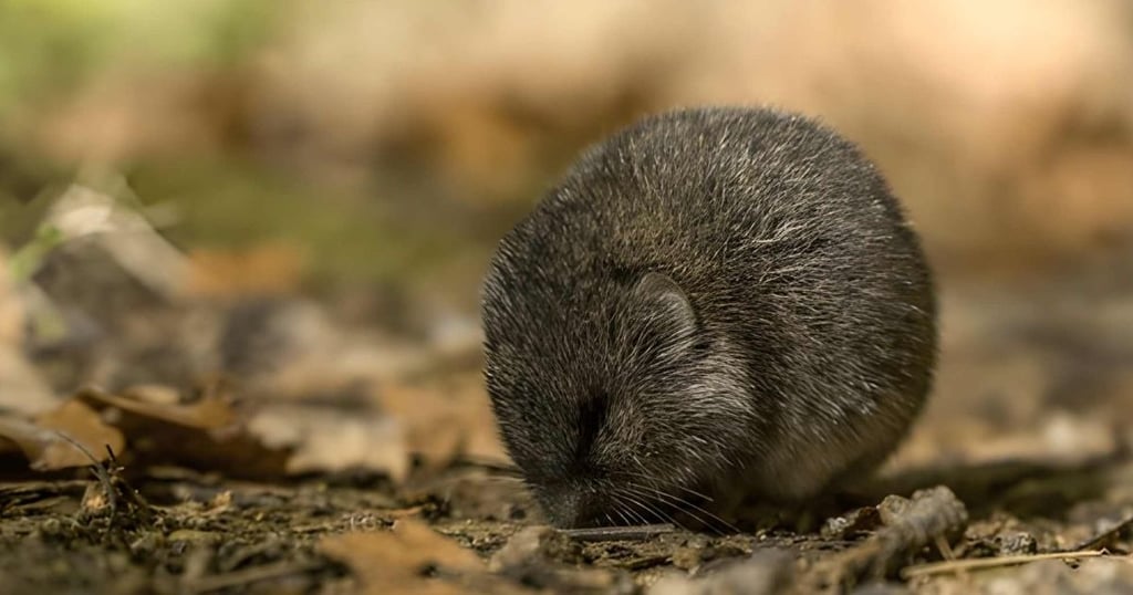 topillo nival origen españa