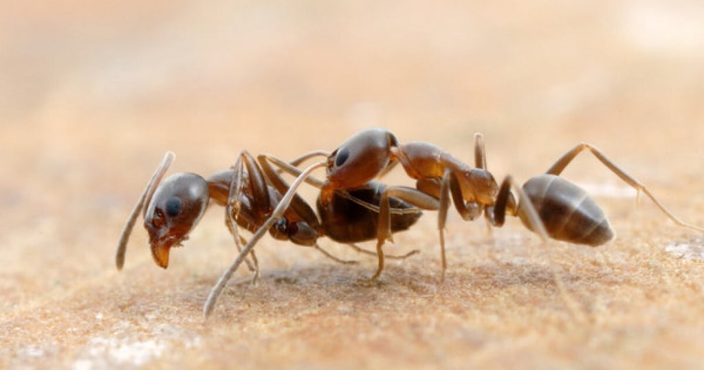 Ant control in Menifee, Murrieta, and Temecula Footprint Pest Management