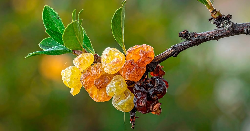 Rama,hojas y frutos de boswellia, la resina de su corteza es útil como antiinflamatorio