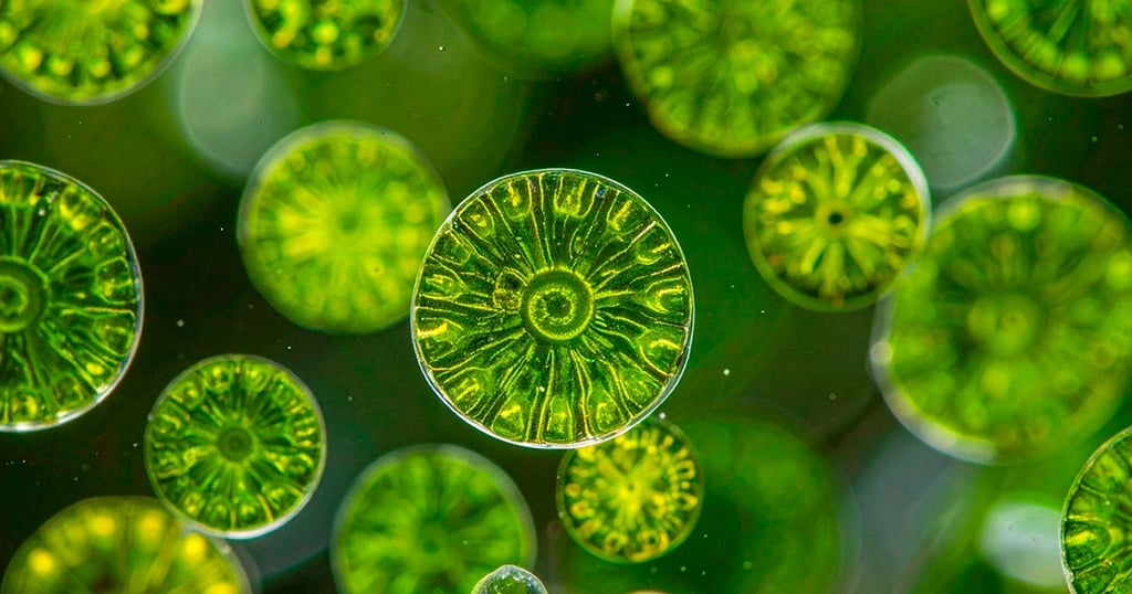 Representación de microalgas, las microalgas son fuente de Omega 3 para veganos