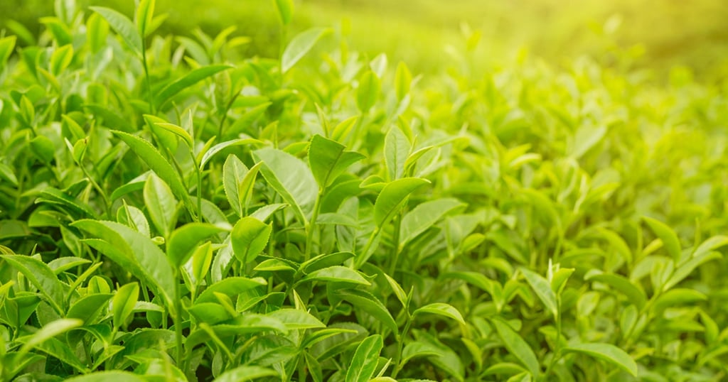 Plantación de té verde