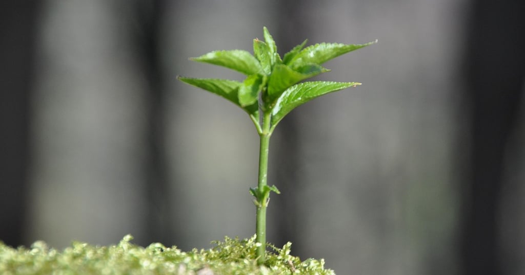 Étapes de croissance d'une startup vers la notoriété