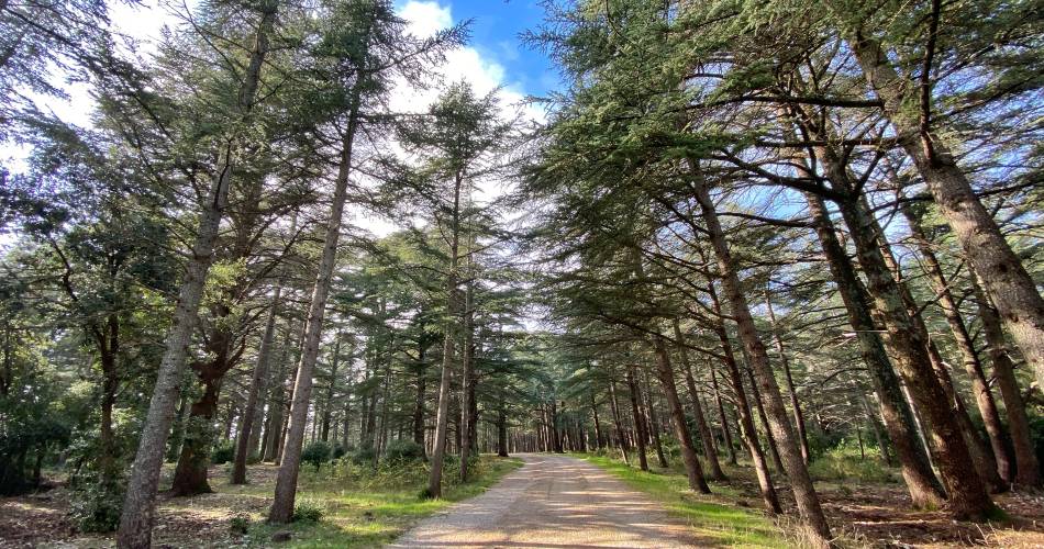 Forêt des Cèdres (Luberon)