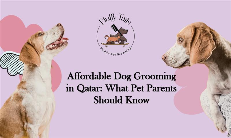 Affordable Dog Grooming in Qatar What Pet Parents Should Know