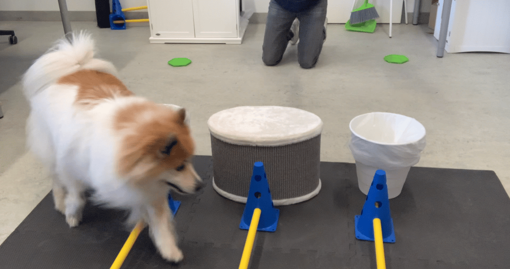 Ausdauertraining mit Cavaletti