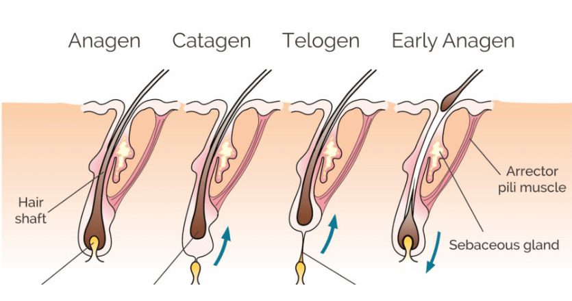 Hair growth Stages